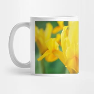 Iris  'Royal Yellow'  Dutch iris Mug